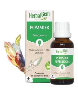 Pommier (Malus sylvestris) bourgeon BIO, 30 ml